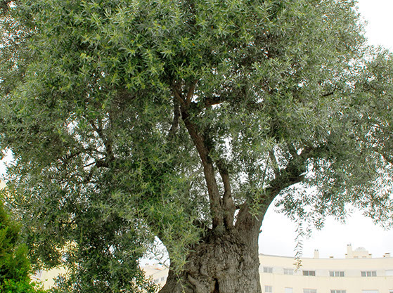 Santa Iria de Azóia Uma das oliveiras mais antigas de Portugal