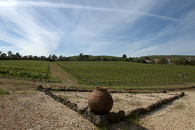 quinta das carrafouchas