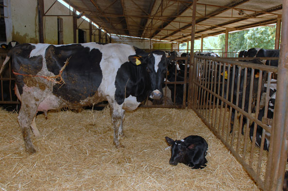 Novo PDM de Loures permite licenciar vacaria de Frielas