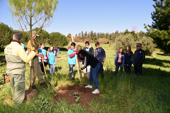 Plantação de pinheiros no Dia Mundial da Árvore