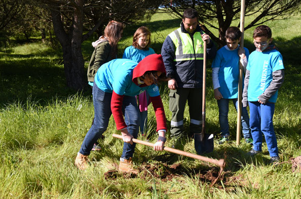 Plantação de pinheiros no Dia Mundial da Árvore