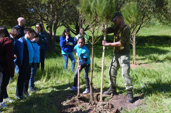 Plantação de pinheiros no Dia Mundial da Árvore
