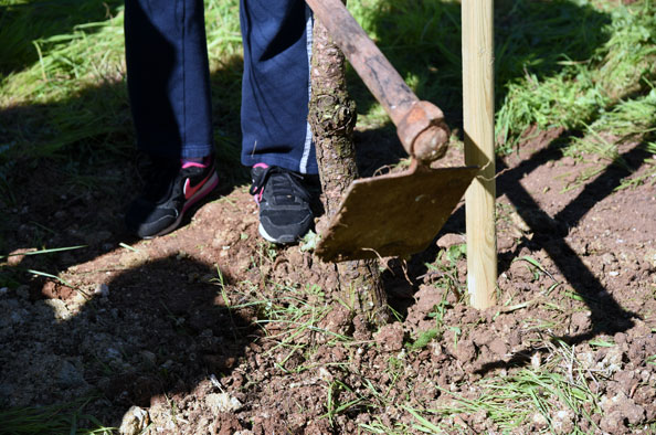 Plantação de pinheiros no Dia Mundial da Árvore