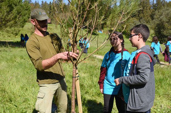 Plantação de pinheiros no Dia Mundial da Árvore