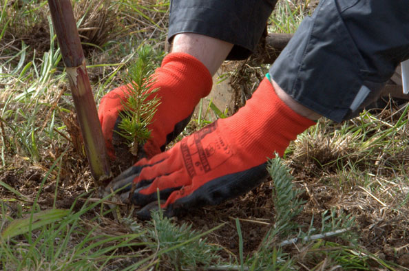 Hovione promoveu ação de responsabilidade social com replantação de espécies arbóreas