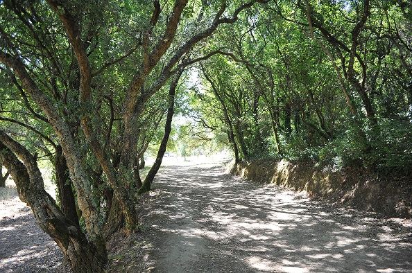 guia montachique