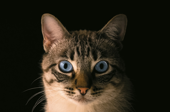 notícia programa ced