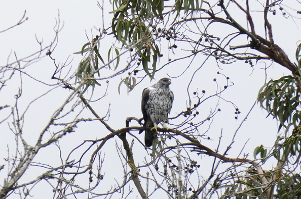 Loures na proteção da Águia-de-Bonelli_2
