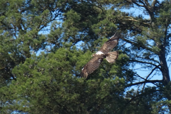 Loures na proteção da Águia-de-Bonelli_3