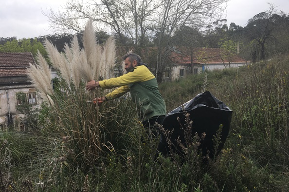 Controlo ervas-das-pampas_1
