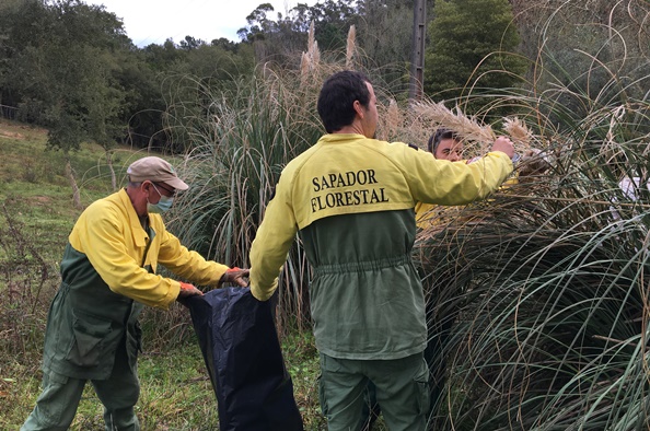 Controlo ervas-das-pampas_2