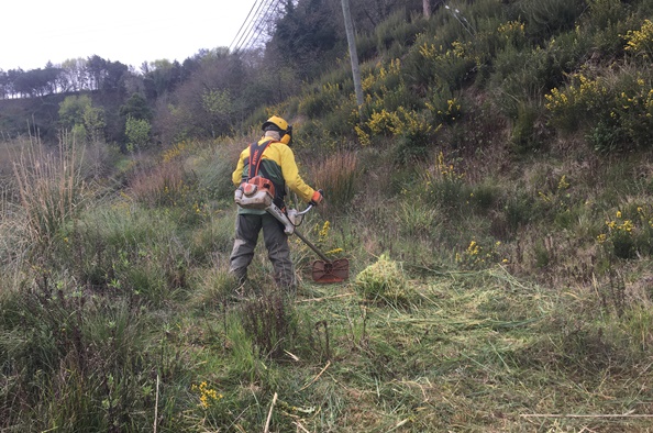 Controlo ervas-das-pampas_3