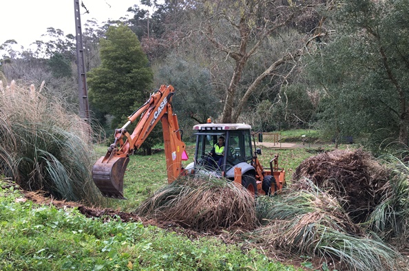 Controlo ervas-das-pampas_4