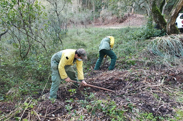 Controlo ervas-das-pampas_5