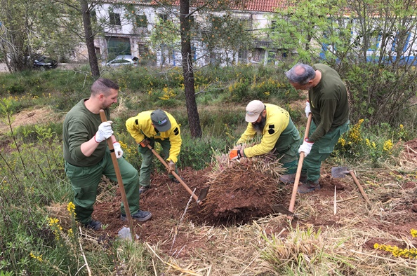 Controlo ervas-das-pampas_6
