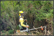Defesa da floresta contra incêndios ism_pim_da_016