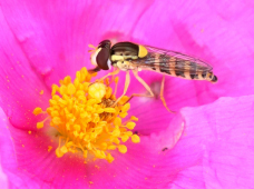 A Ripar na EBIO: A flora e os insetos - 27 abril - Agenda
