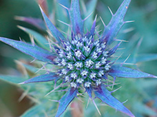 Há vida no Forte_março 2025