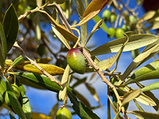 Coleções em reserva. Da oliveira ao prato_agenda