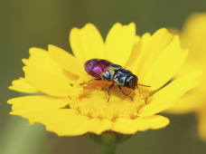 Há vida em Montachique: workshop sobre construção de caixas-ninho - Agenda